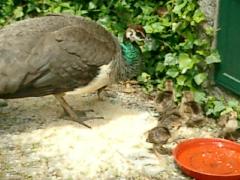 peacock chicks